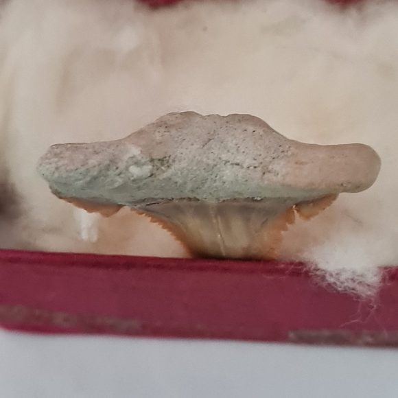 Shark tooth - Picture 4 of 4